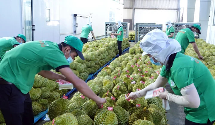 Tây Nguyên: Cơ hội và thách thức trong xuất khẩu nông sản