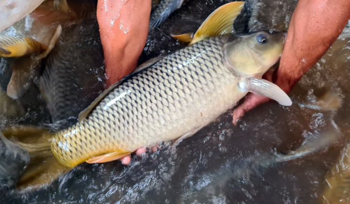 Thái Nguyên: Kỳ vọng dự án nuôi cá Chép giòn thương phẩm ở huyện Đồng Hỷ