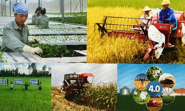 Bảo đảm sinh kế bền vững cho người nông dân trong bối cảnh đô thị hóa hiện nay