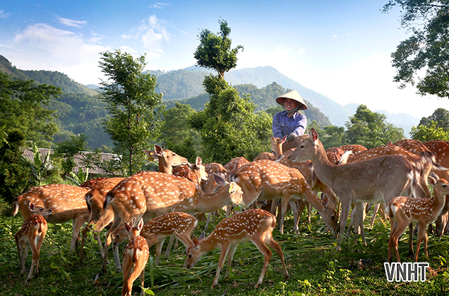 Hà Tĩnh tuyển chọn hươu đực giống để bảo tồn & phát trển