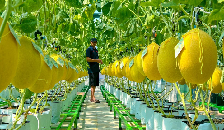 Viet Nam to spur green and organic farming