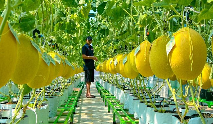 Viet Nam to spur green and organic farming