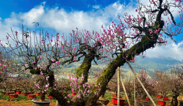 Nhà vườn Tuấn Đào - Nổi tiếng là nơi cung cấp Đào cổ Sa Pa