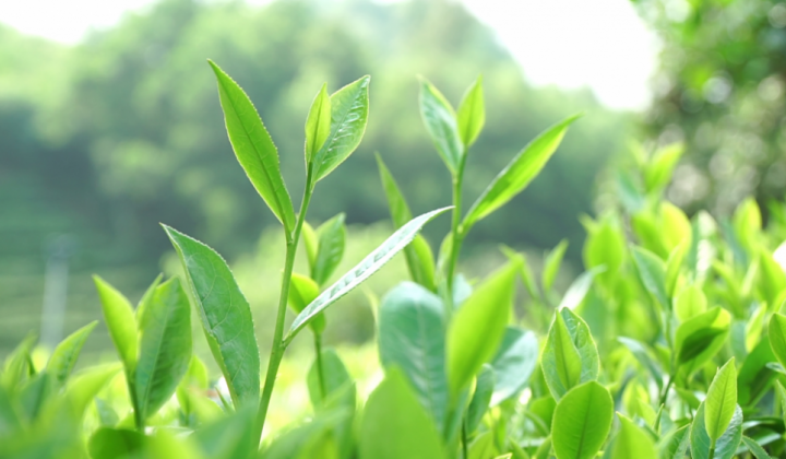 Chè Thái Nguyên đẩy mạnh ứng dụng khoa học công nghệ cao vào sản xuất