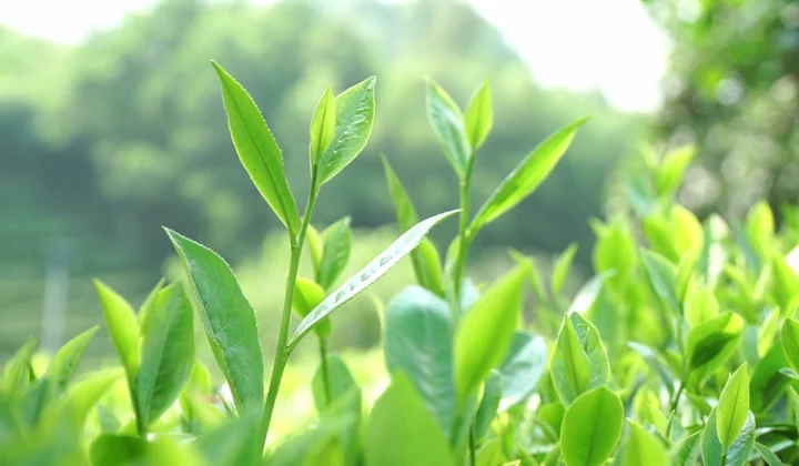 Chè Thái Nguyên đẩy mạnh ứng dụng khoa học công nghệ cao vào sản xuất