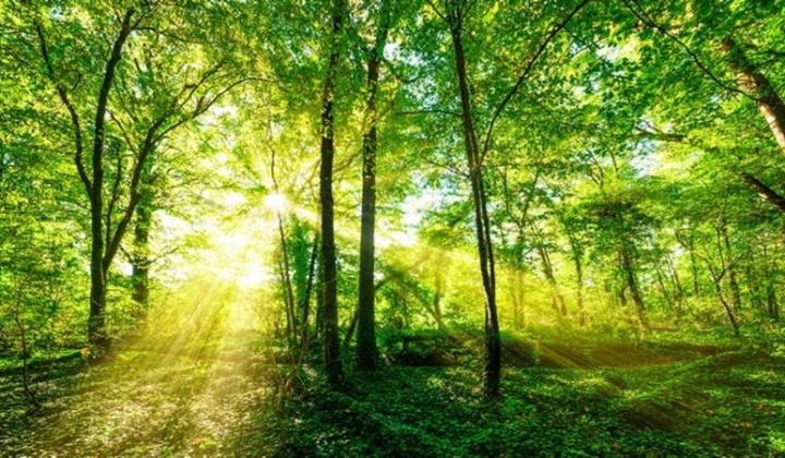 Tín chỉ carbon và lợi ích của thị trường tín chỉ carbon