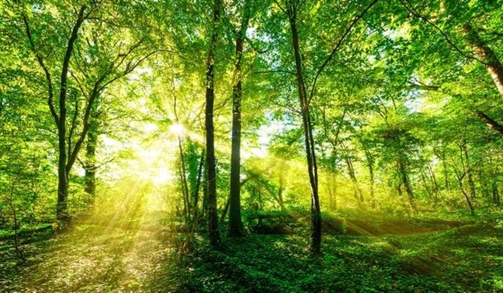 Tín chỉ carbon và lợi ích của thị trường tín chỉ carbon