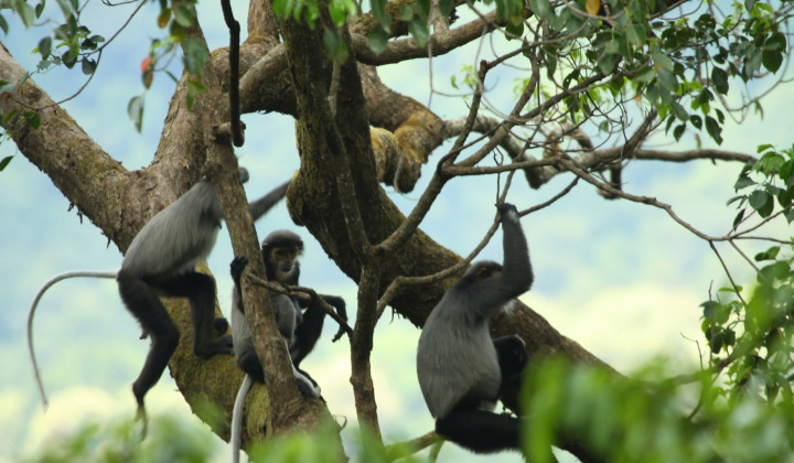 Bình Phước nói không với sử dụng động vật hoang dã trái phép