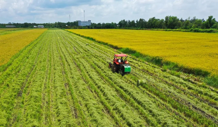 Tăng đầu tư cho sản xuất lúa chất lượng cao, phát thải thấp