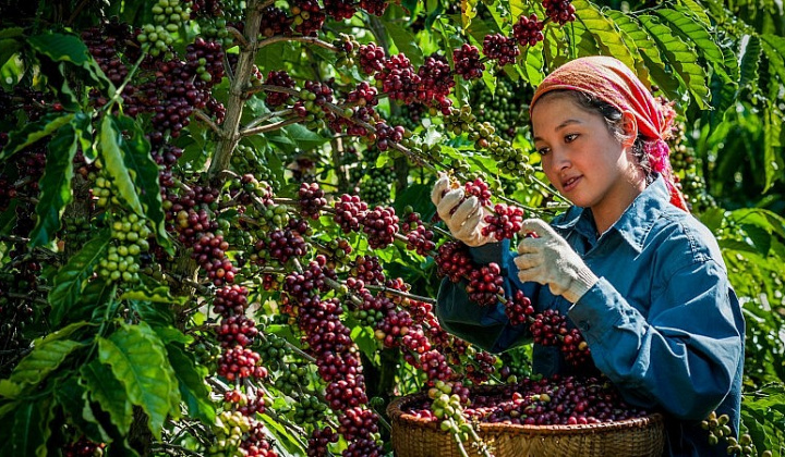 Xuất khẩu cà phê tiếp tục xu hướng tăng giá trị