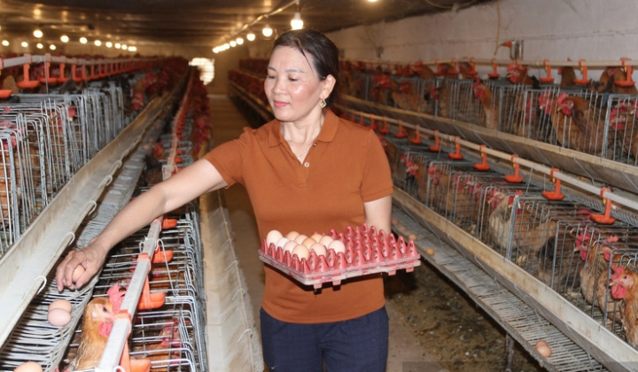 Nông dân thu tiền tỷ từ chăn nuôi, ấp nở con giống gia cầm