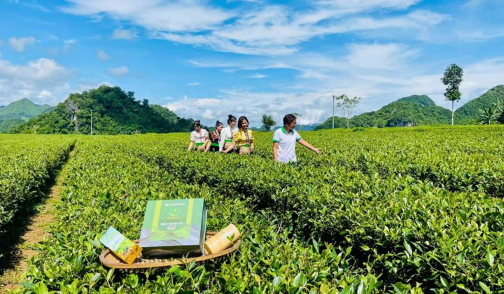 HTX Bình Thuận và Thương hiệu Chè Trọng Nguyên Phổng Lái