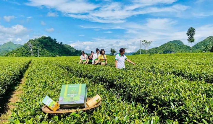 HTX Bình Thuận và Thương hiệu Chè Trọng Nguyên Phổng Lái