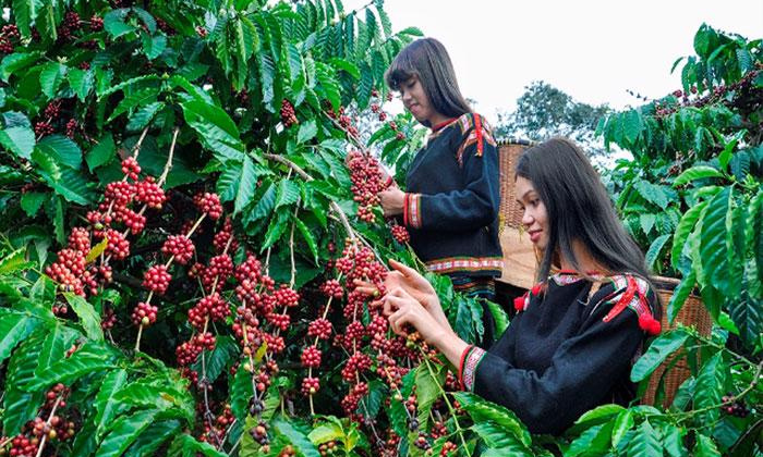 Quy hoạch vùng Tây Nguyên với 6 nhóm nhiệm vụ trọng tâm