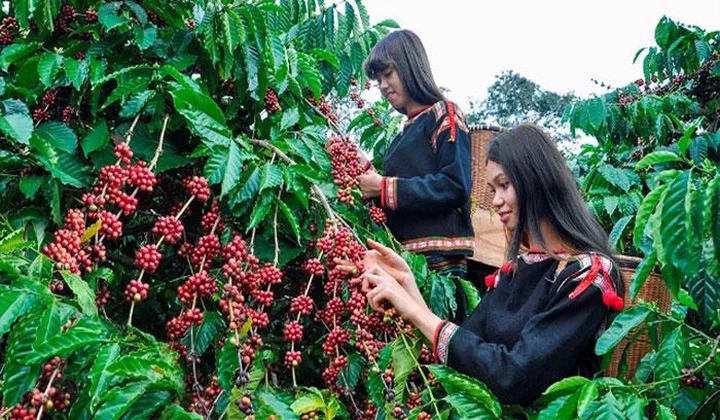 Quy hoạch vùng Tây Nguyên với 6 nhóm nhiệm vụ trọng tâm