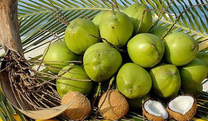 Ngành dừa tự tin hướng tới xuất khẩu "tỷ đô"