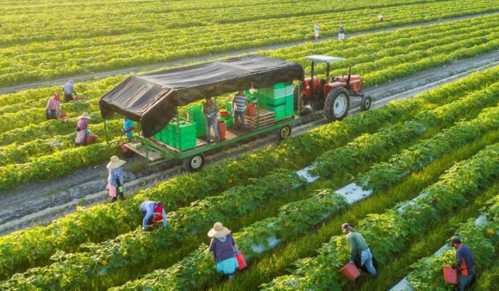 Chính sách phát triển nông nghiệp xanh ở Việt Nam