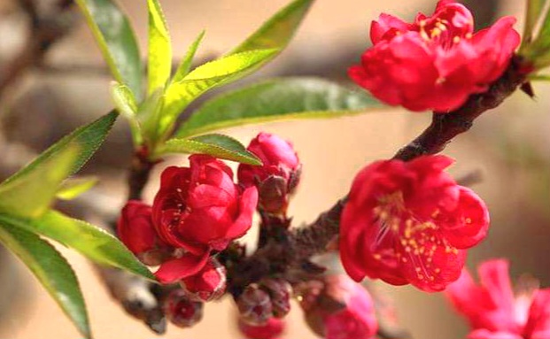 Chủ tịch nước: Đất nước ta đã khẳng định vị thế mới, tầm vóc mới