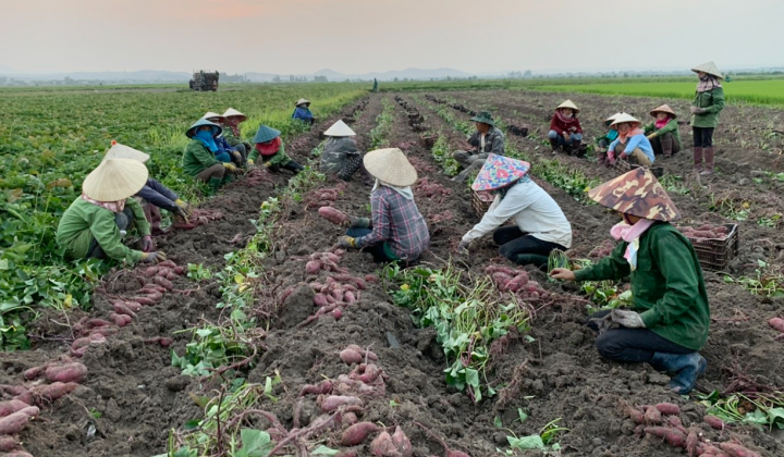 Nhà nông sáng tạo trong sản xuất