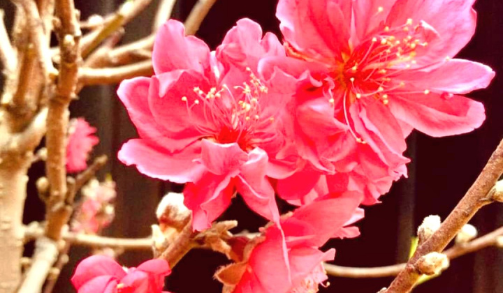 NĂM MỚI, KHÍ THẾ MỚI, TIẾP THÊM KHÁT VỌNG PHÁT TRIỂN ĐẤT NƯỚC PHỒN VINH, HẠNH PHÚC!