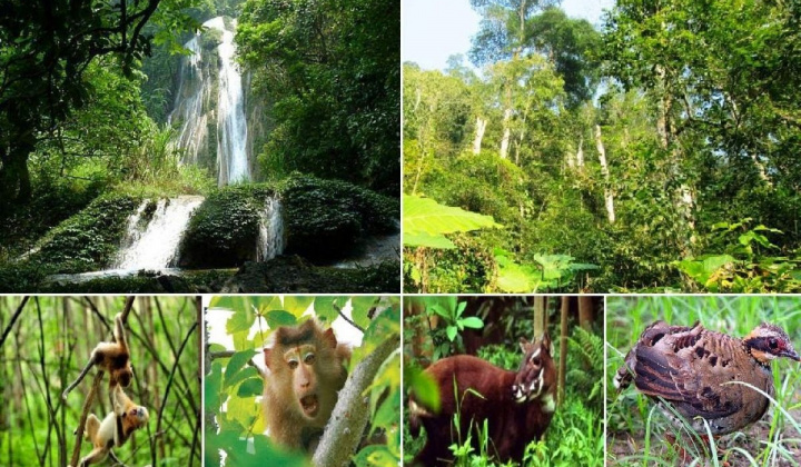 Phát triển giá trị đa dụng của hệ sinh thái rừng