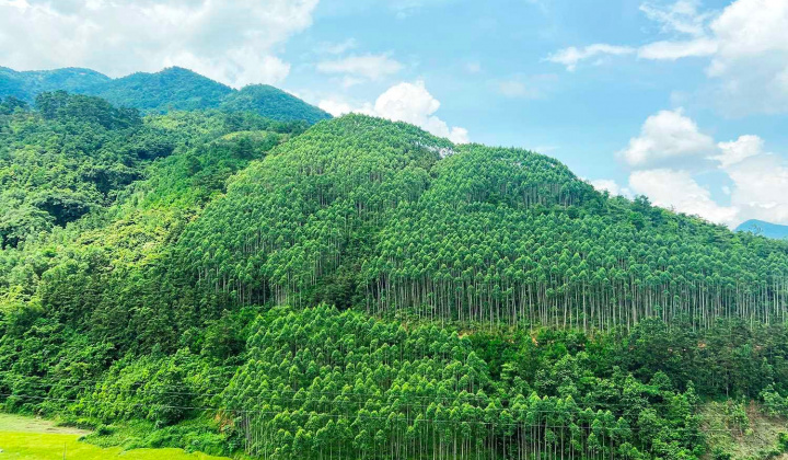 Tăng cường sự lãnh đạo của Đảng đối với công tác quản lý, bảo vệ và phát triển rừng