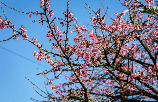 Đến Fansipan đón “khúc giao mùa” của những loài hoa