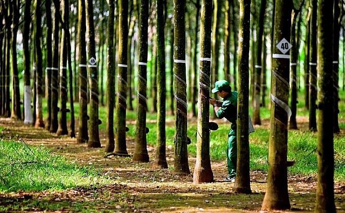 Giá cao su vượt đỉnh hơn 10 năm vì lo ngại thiếu hụt nguồn cung