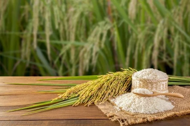 Thủ tướng chỉ thị đẩy mạnh sản xuất, kinh doanh, xuất khẩu lúa, gạo bền vững