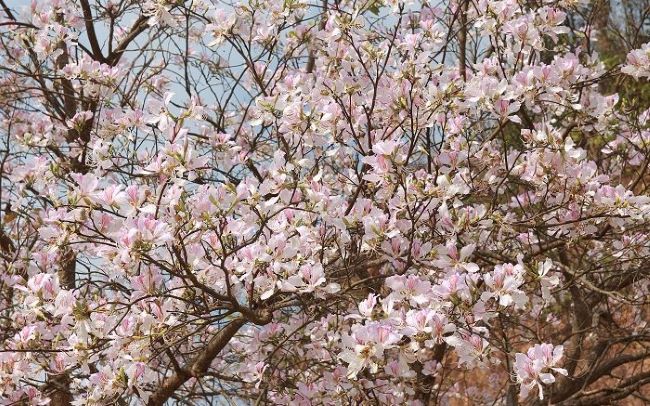 Lễ hội Hoa Ban 2024 - khởi đầu của "Năm du lịch quốc gia - Điện Biên Phủ" với mục tiêu hội nhập và phát triển