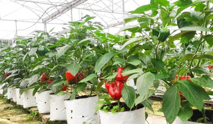 KHKT Hà Tĩnh: Trồng ớt chuông bước đột phá phát triển sản phẩm nông nghiệp xanh