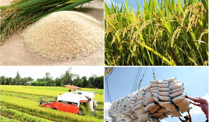 For the first time, Vietnam has become the largest rice exporter to Singapore