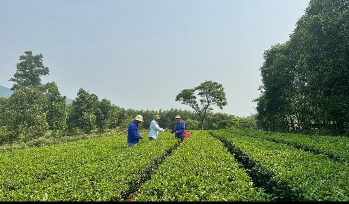 Hà Tĩnh sản xuất chè theo quy trình VietGAP an toàn, bền vững
