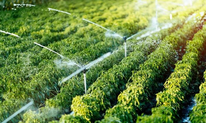 Một số chính sách đầu tư trong lâm nghiệp