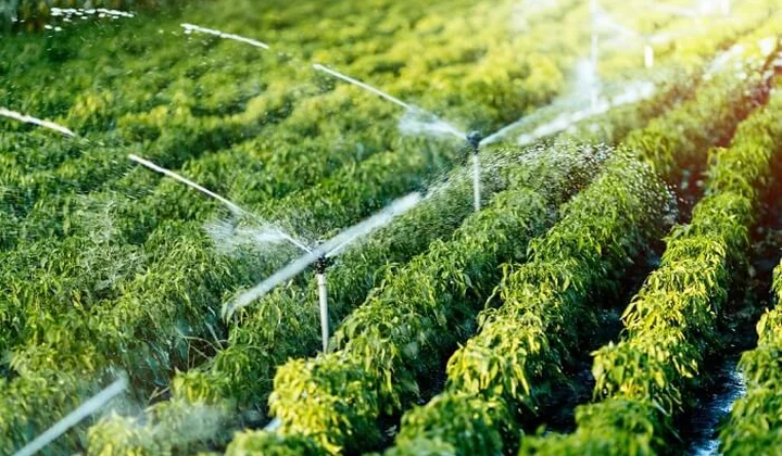 Một số chính sách đầu tư trong lâm nghiệp