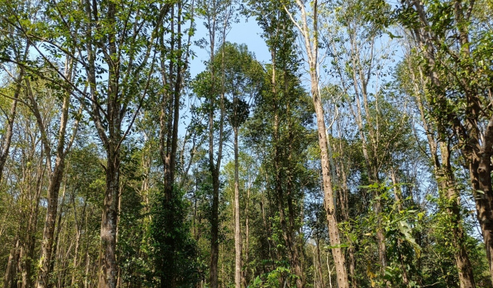 Chuyện về nhà khoa học chân đất: “Lão Gàn” trên đỉnh núi dó trầm