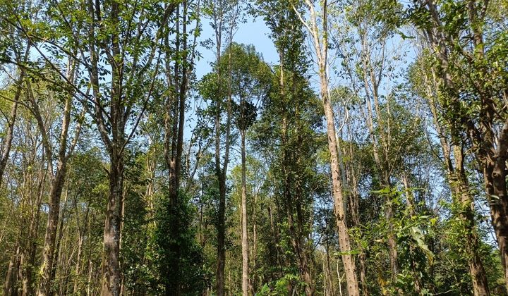 Chuyện về nhà khoa học chân đất: “Lão Gàn” trên đỉnh núi dó trầm