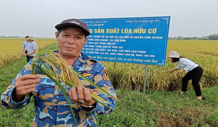 Hà Tĩnh: Mô hình sản xuất lúa theo tiêu chuẩn hữu cơ, gắn liên kết tiêu thụ sản phẩm với doanh nghiệp