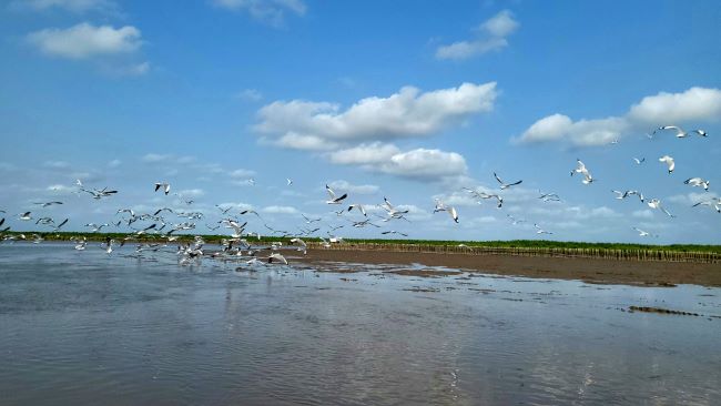 Cánh rừng Net Zero Vinamilk tại Cà Mau đón những đàn chim trở về