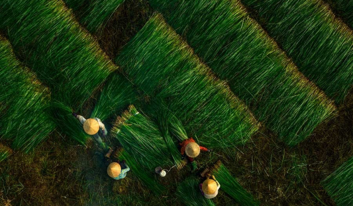 Độc đáo Nghề cói Kim Sơn: Vươn tầm thế giới