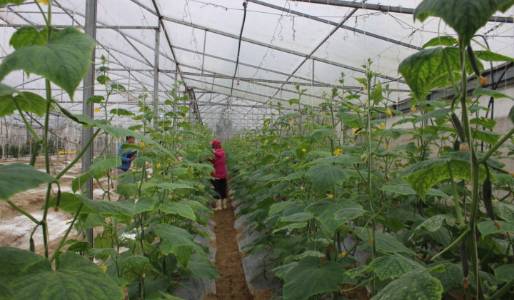 Thanh Hóa: Tổng sản phẩm ngành nông nghiệp 6 tháng đầu năm 2024 tăng 3,4%