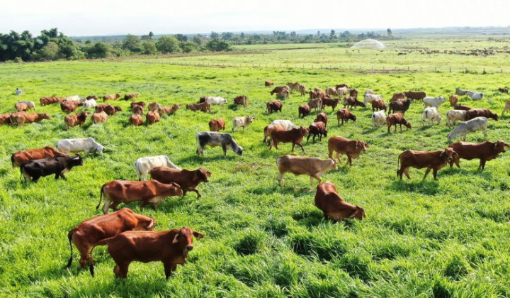 Thaco Agri - Công ty nông nghiệp của Thaco bắt đầu có lợi nhuận