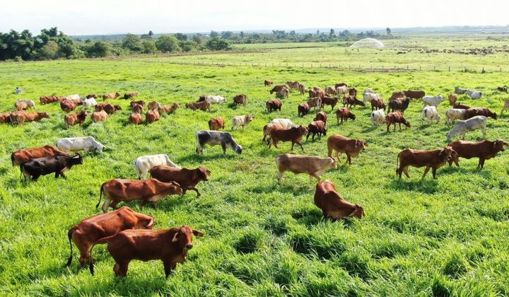 Thaco Agri - Công ty nông nghiệp của Thaco bắt đầu có lợi nhuận