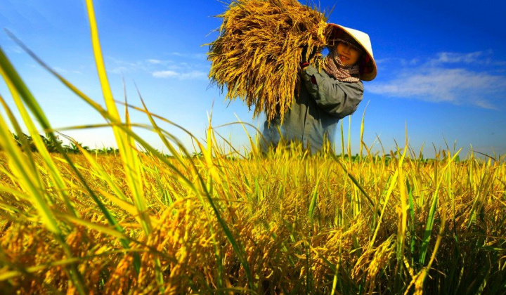 Hoàn thiện dự thảo Nghị định quy định về đất trồng lúa