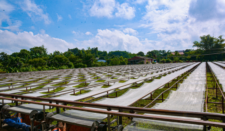 Đồng Hỷ, Thái Nguyên: Nỗ lực hiện đại hóa sản xuất tại làng nghề miến dong
