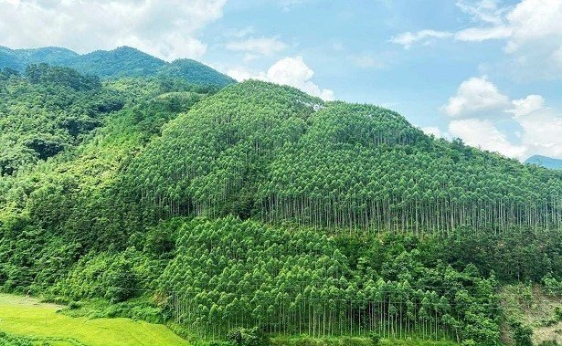 Sửa đổi, bổ sung một số điều của Luật Lâm nghiệp