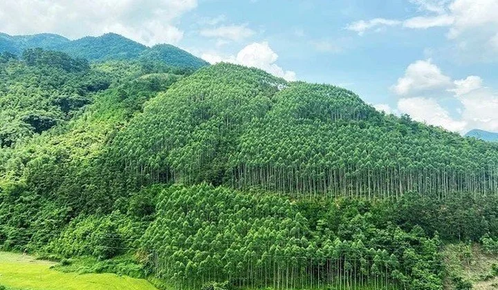 Sửa đổi, bổ sung một số điều của Luật Lâm nghiệp