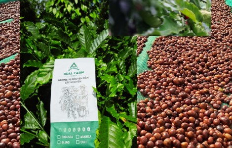 Hiệp hội Trang trại DNVN: Vùng Tây Nguyên luôn hoạt động trách nhiệm và hiệu quả