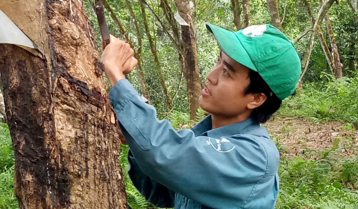 Cao su Hà Tĩnh: SXKD 8 tháng đầu năm 2024 nhiều ấn tượng