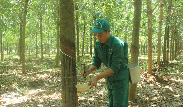 Cao su Quảng Trị đậm dấu ấn khởi sắc 8 tháng đầu năm 2024